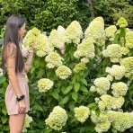 Hortenzia metlinatá (Hydrangea paniculata) ´MAGICAL MOONLIGHT´® - výška 20-30 cm, kont. C1L